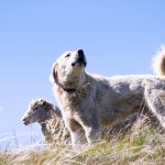 <strong>Dogs used to guard livestock may have unintended costs to wildlife</strong>